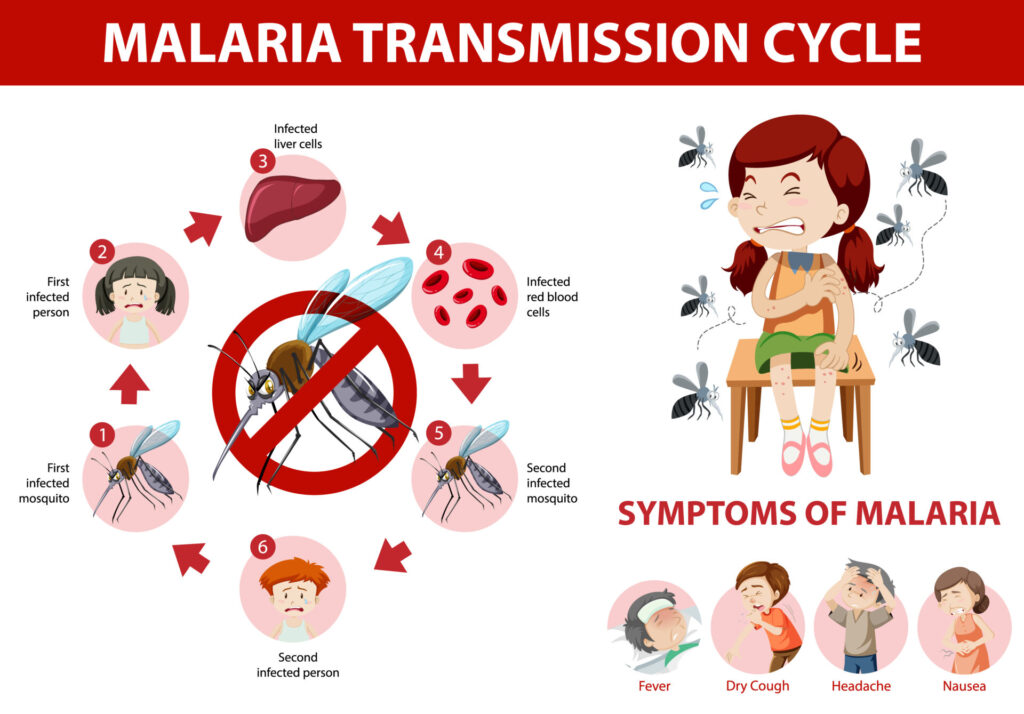 malaria in Italy, Plasmodium Vivax, how malaria is spread, how is malaria spread, Plasmodium parasite