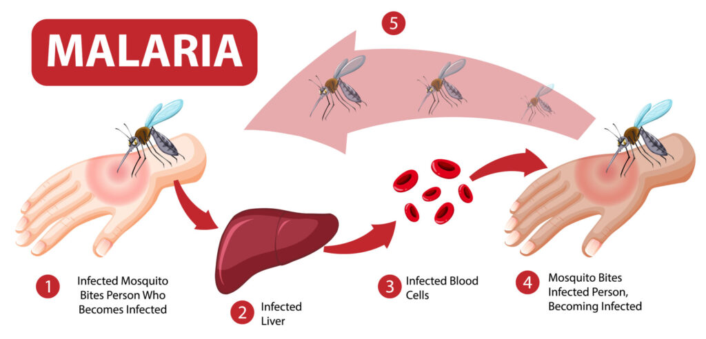 How malaria is transmitted, Sub-Saharan Africa, Anopheles mosquito, Endemic regions of malaria