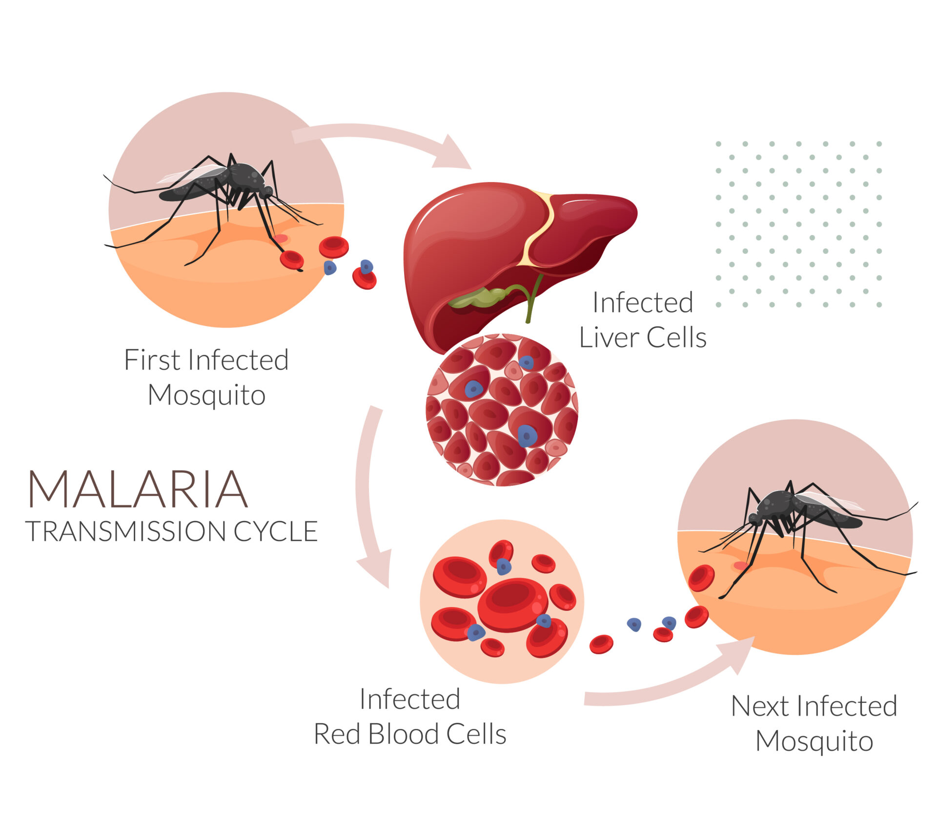 NOUL Blog How Malaria is Transmitted From Anopheles Mosquito to Healthcare Solutions