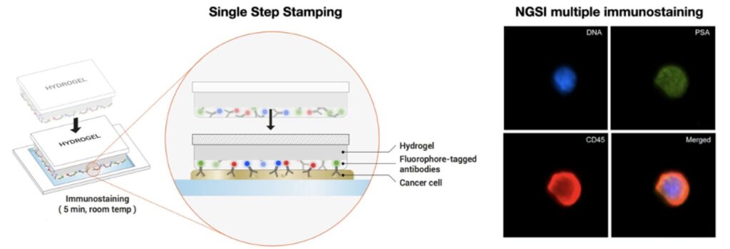 Immunochemistry staining, Immunostaining, biopolymers, hydrogel