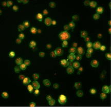 Immunochemistry staining, Immunostaining, biopolymers, hydrogel