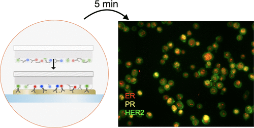 Immunochemistry staining, Immunostaining, biopolymers, hydrogel