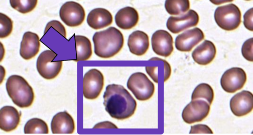 nRBC blood test, nucleated red cells, absolute nRBC, nucleated blood cells normal range