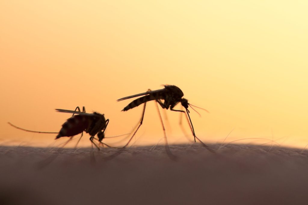 malaria, mosquito, malaria mosquito, africa malaria