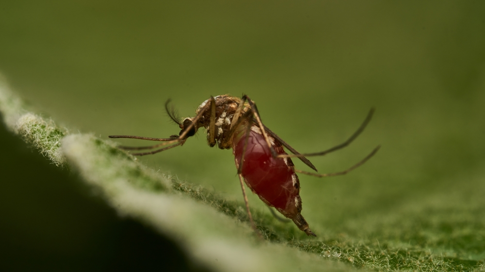 malaria, malaria diagnostic, malaria diagnosis