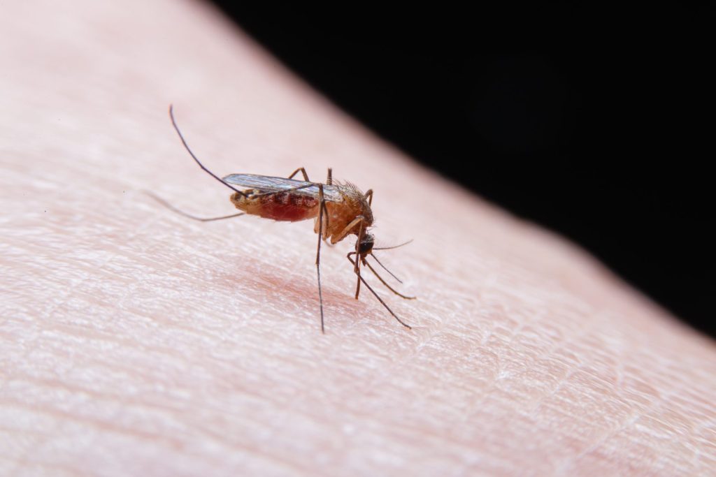 malaria, malaria mosquito, global malaria, malaria diagnostic, malaria control, malaria elimination